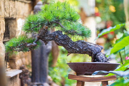 Bonsai Center