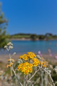 Ile du Grand Gaou