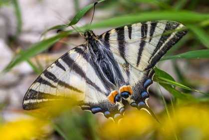 Papillon