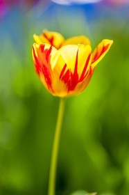 Tulipe, Tulipa
