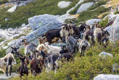Chèvres  corses