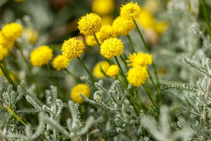Flore corse