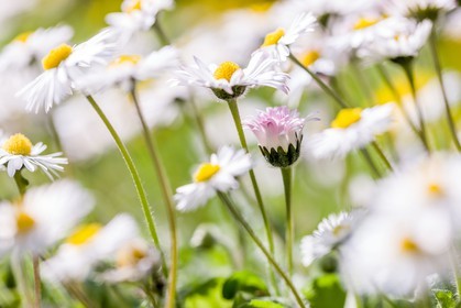 Marguerite, Leucanthemum vulgare