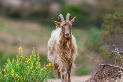 Chèvre corse