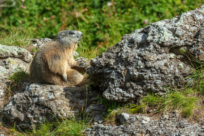 Marmotte