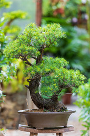 Bonsai