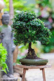 Bonsai