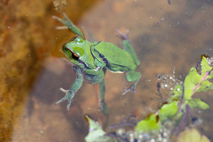 Grenouille