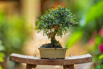 Bonsai Center