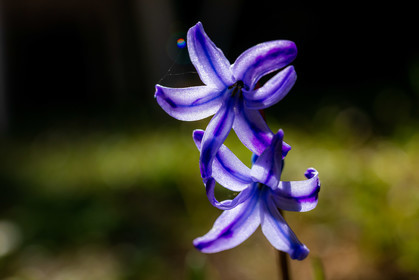 Flore Méditerranéenne