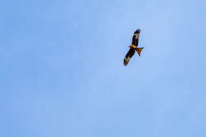 Oiseaux