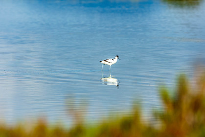 Salins d'Hyères