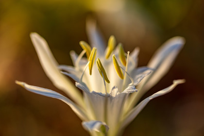 Flore corse