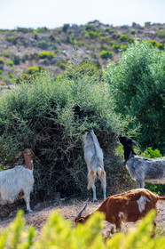 Faune corse
