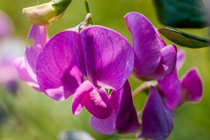 Flore Méditerranéenne