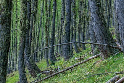 Rando Vtt Lacs de Lignin