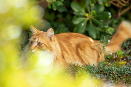 Chat