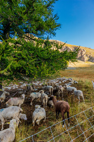 Mont Pelat