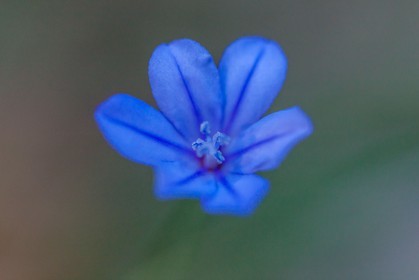 Aphyllante de Montpellier