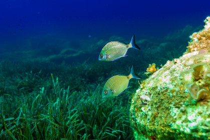 Plongée-sous-marine