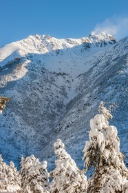 Auron
