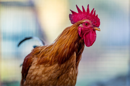 Coq