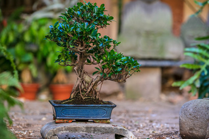 Bonsai