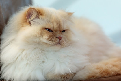 Chat