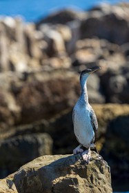 Cormoran huppé immature, Phalacrocorax aristotelis