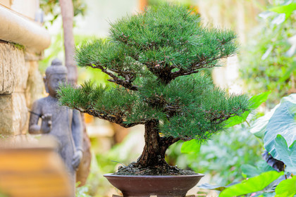 Bonsai