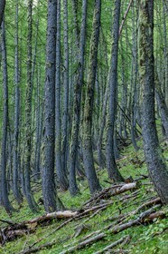 Rando Vtt Lacs de Lignin