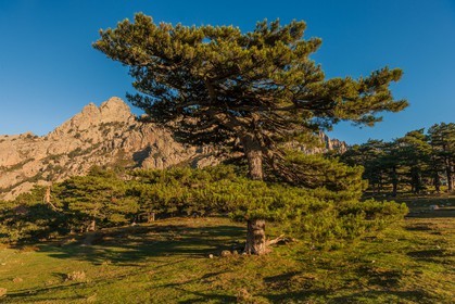 Bavella