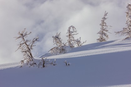 Isola 2000