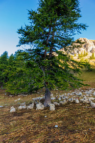 Mont Pelat