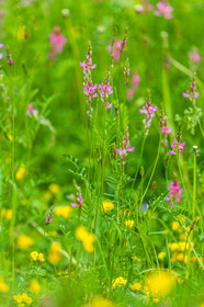Flore alpine
