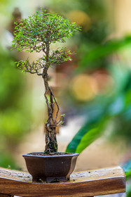 Bonsai Center
