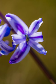 Flore