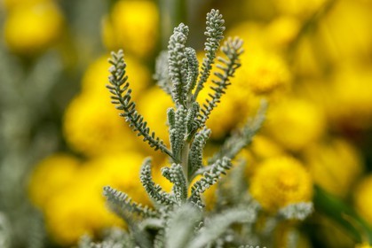 Flore corse