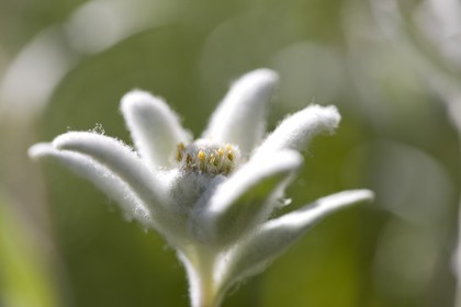 Edelweiss, Leontopodium alpinum.