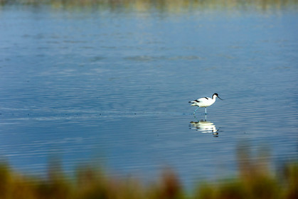 Salins d'Hyères