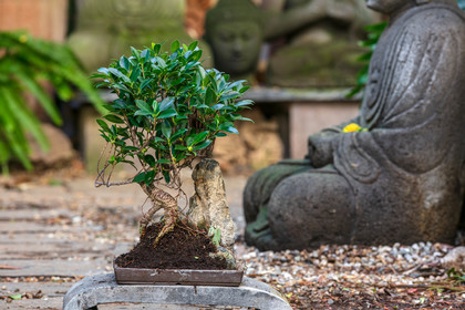 Bonsai