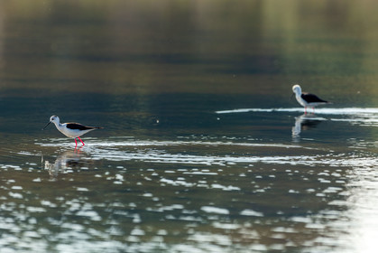 Salins d'Hyères