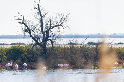 Flamant rose