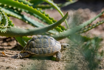 Tortue d'Hermann, Testudo hermanni