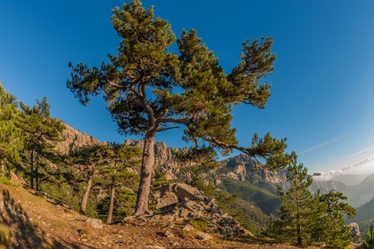 Bavella