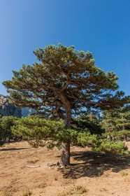 Bavella