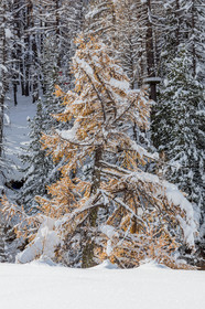 Jeux neige