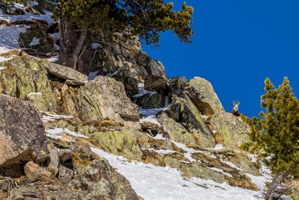 Chamois
