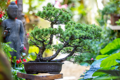 Bonsai