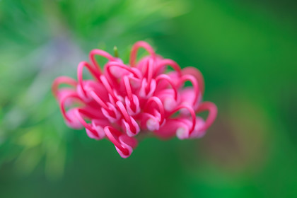 Flore corse